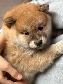 Cuccioli di Shiba con pedigree