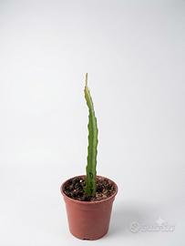 piante di pitaya in vaso 14 cm