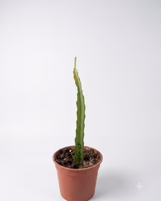 piante di pitaya in vaso 14 cm
