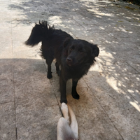 Meraviglioso cucciolo simil volpino