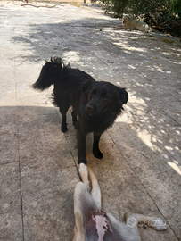 Meraviglioso cucciolo simil volpino