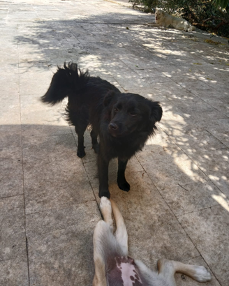 Meraviglioso cucciolo simil volpino