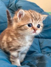 British femmina tabby