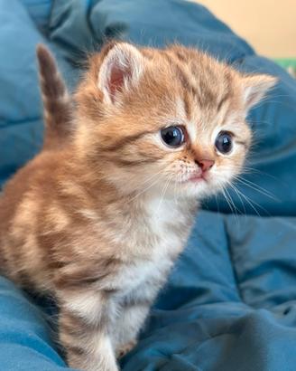 British femmina tabby