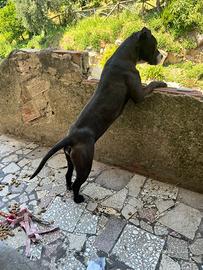 PITBULL ADBA 8 mesi