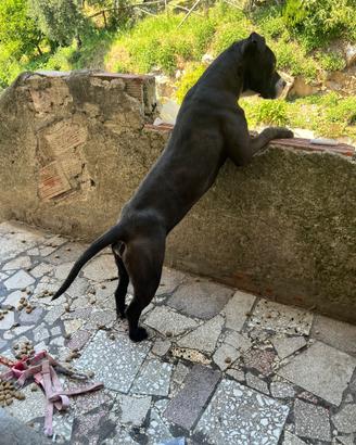 PITBULL ADBA 8 mesi
