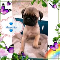 Cucciolo maschio di carlino