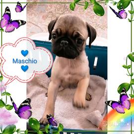 Cucciolo maschio di carlino