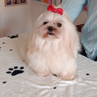 Femminuccia maltese in adozione