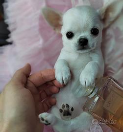 Chihuahua mini toy