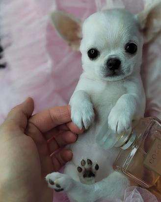 Chihuahua mini toy