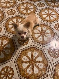 Cihuahua femmina pelo lungo di 8 anni