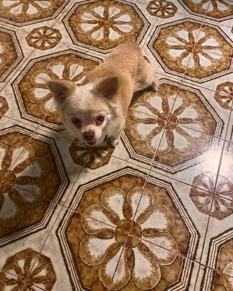 Cihuahua femmina pelo lungo di 8 anni