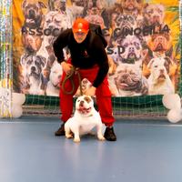 American Bully Pocket Extreme