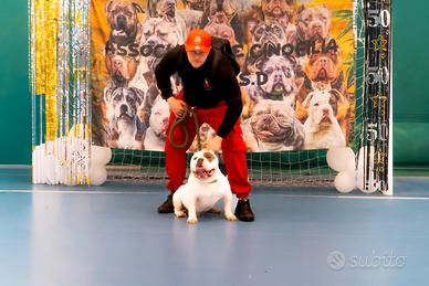 American Bully Pocket Extreme