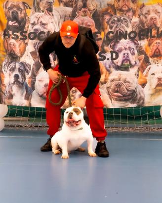 American Bully Pocket Extreme