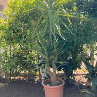 pianta Yucca in vaso - altezza circa 1,5 metri