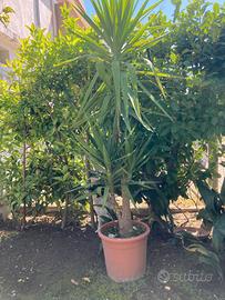 pianta Yucca in vaso - altezza circa 1,5 metri