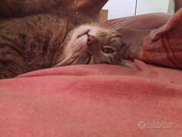 Gatti tre quattro anni
