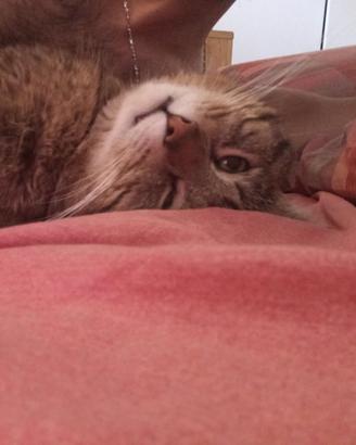 Gatti tre quattro anni