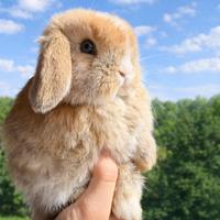 Conigli nani Minilop