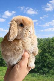 Conigli nani Minilop