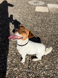 Jack russell terrier