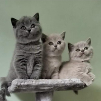 Cuccioli British Shorthair/Scottish Straight