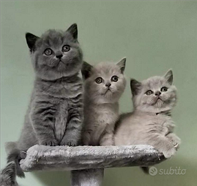 Cuccioli British Shorthair/Scottish Straight