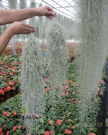 Tillandsia Usneoides rare thin form