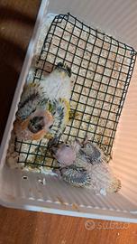 Pappagallo conuro del sole