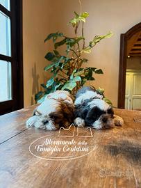 Cuccioli di SHIHTZU