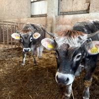 Manze/vitelle grigio alpine