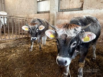 Manze/vitelle grigio alpine