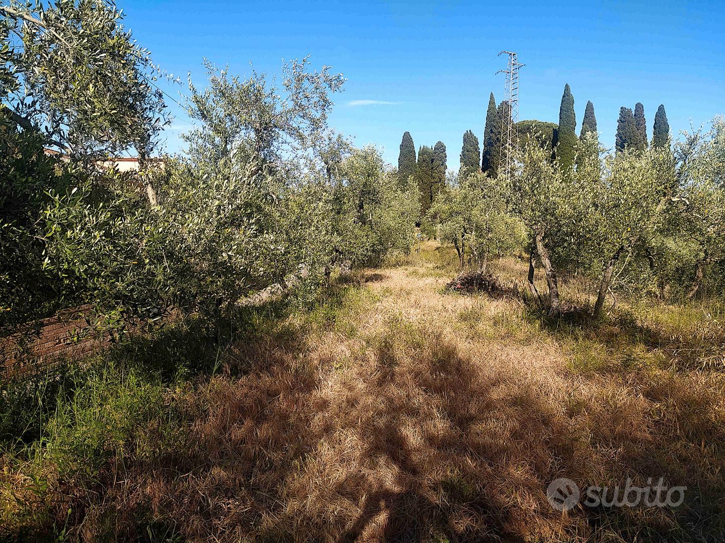 TERRENO EDIFICABILE mq.900 -con OLIVETA a PALAIA - Vista 3