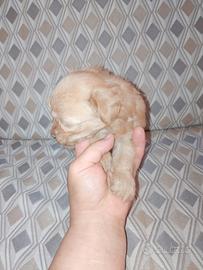 Cuccioli di maltipoo mini