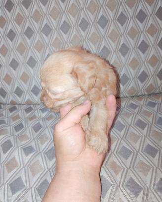 Cuccioli di maltipoo mini