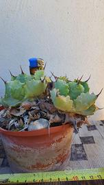 Agave Isthmensis Coastal Form - Piante Grasse