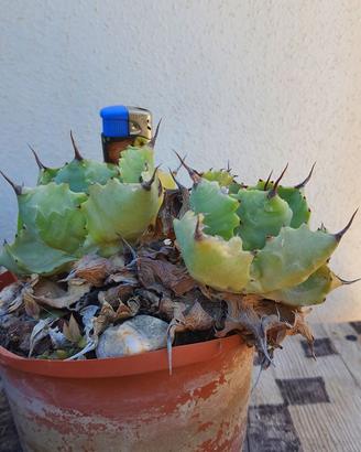 Agave Isthmensis Coastal Form - Piante Grasse
