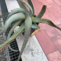 Piante grasse