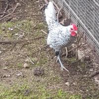 Galletto sebright argento
