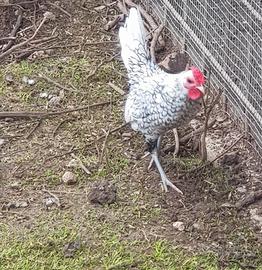 Galletto sebright argento