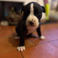 Cuccioli di american Staffordshire terrier