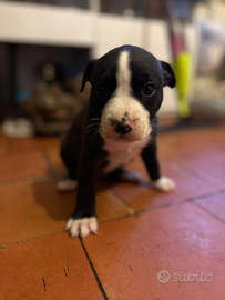 Cuccioli di american Staffordshire terrier