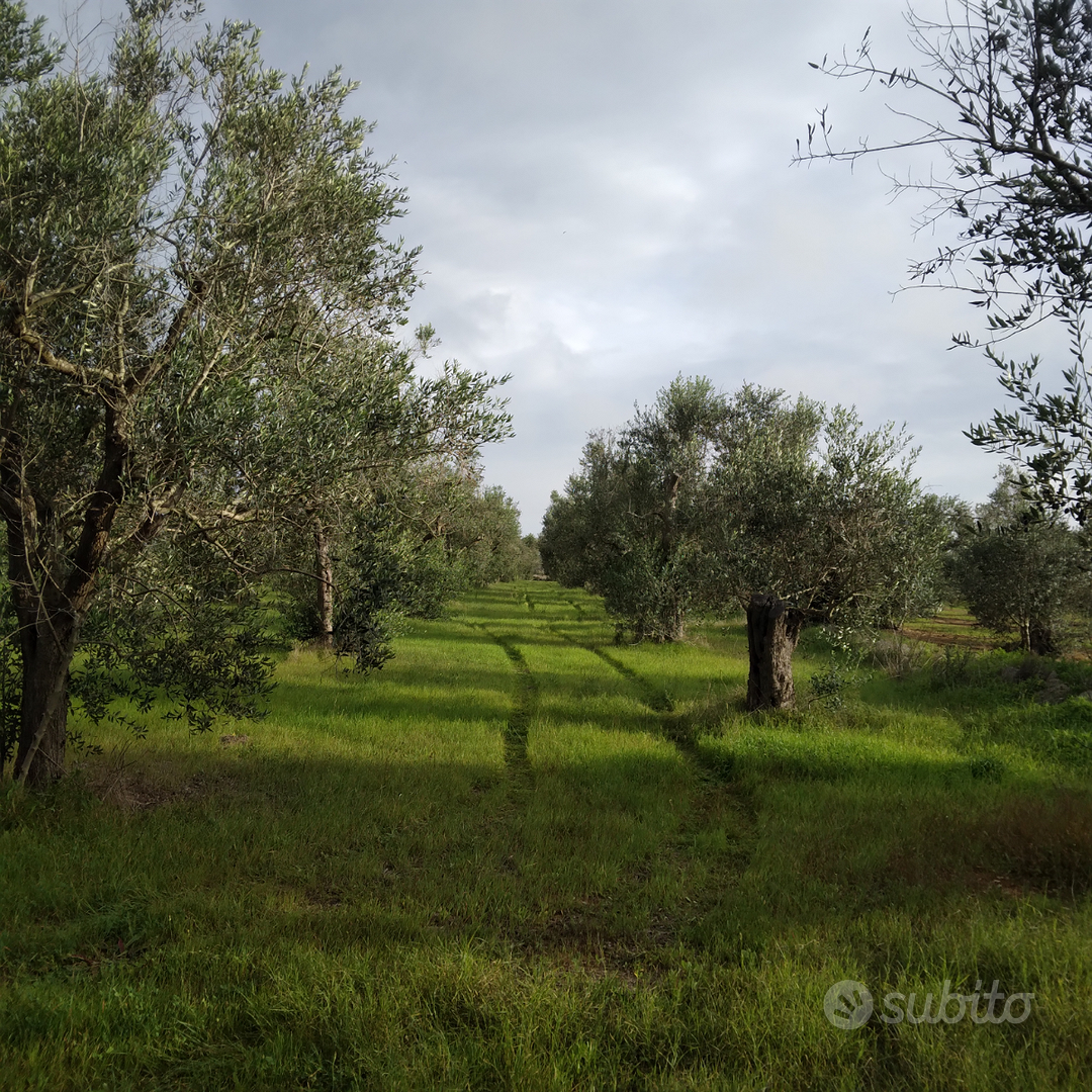 Terreno uliveto - Vista 4