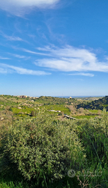 Uliveto panoramico