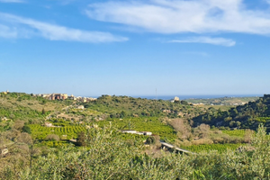 Uliveto panoramico