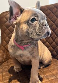Cucciola di bulldog francese