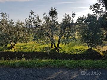 terreno  agricolo