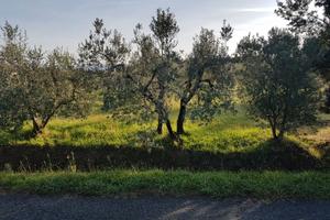 terreno  agricolo